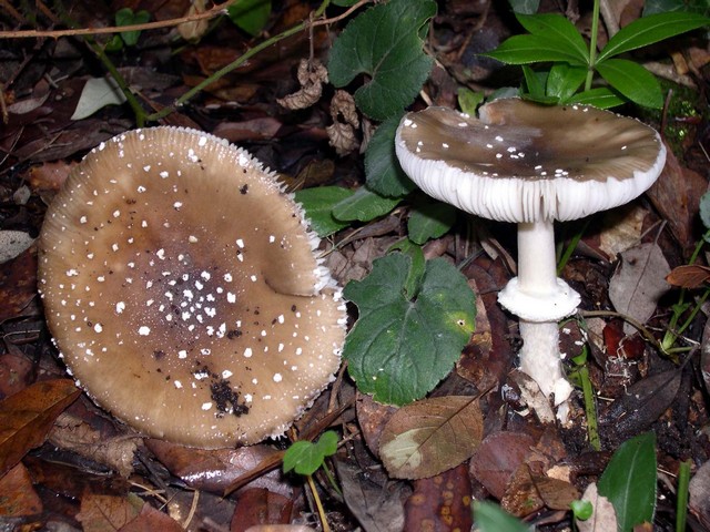 Amanita cariosa o excelsa ?